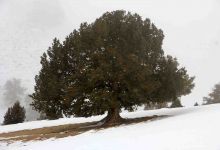 گزارش تصویری از یک روز برفی در شاهرود